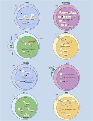 Transcriptional regulation of innate lymphoid cells and T cells by aryl hydrocarbon receptor